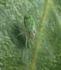 Nigma walckenaeri